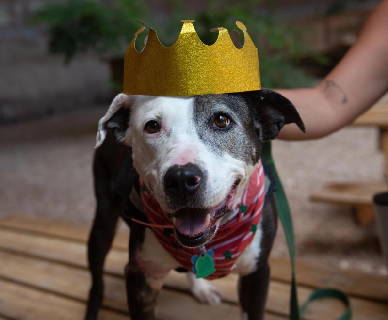 Rosita the dog smiling and wearing a gold crown, with a person's hand touching her