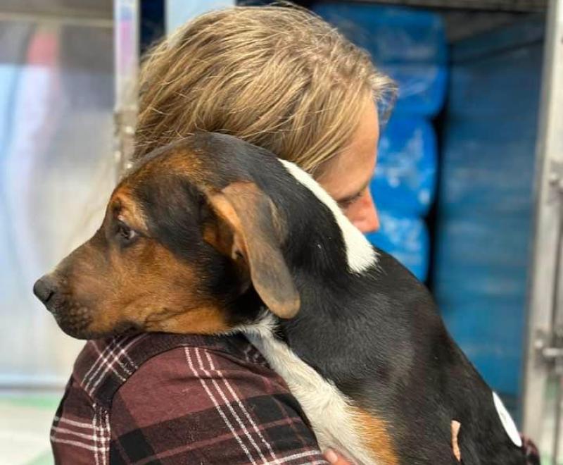 Dog who is being held by a person with his head over the person's shoulder