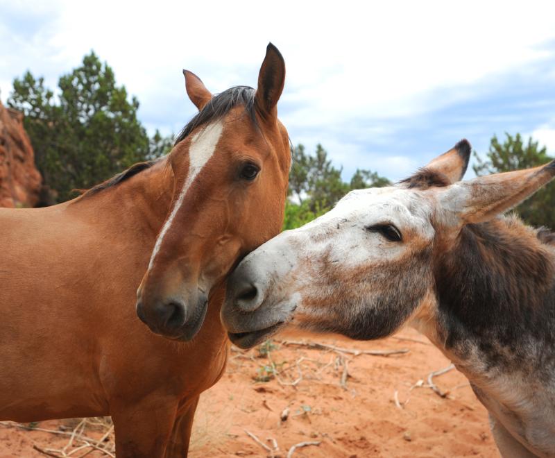 A horse and donkey together in a pasture