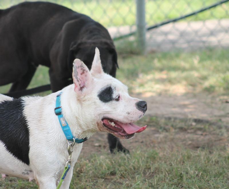 Black and white dog outside in a playgroup with a black dog in the background