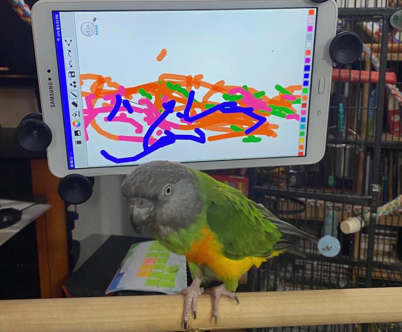 Little Lou the parrot in front of a tablet showing a painting she'd done