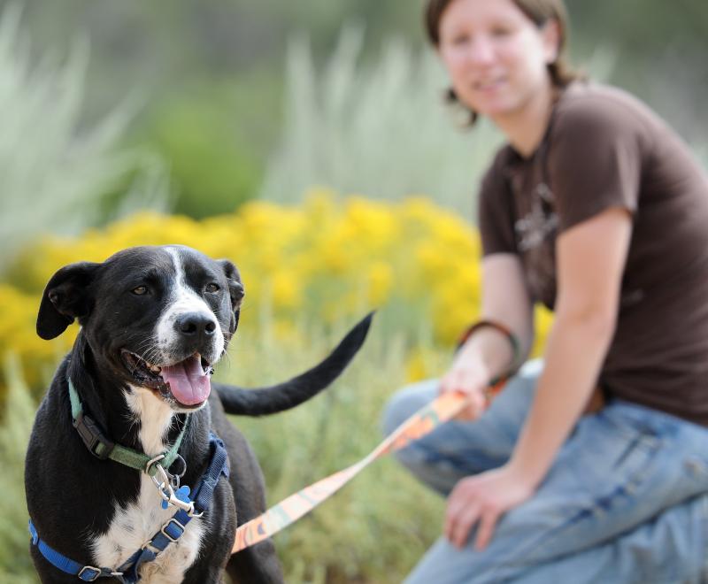 Dog on a leash going for a walk with a person