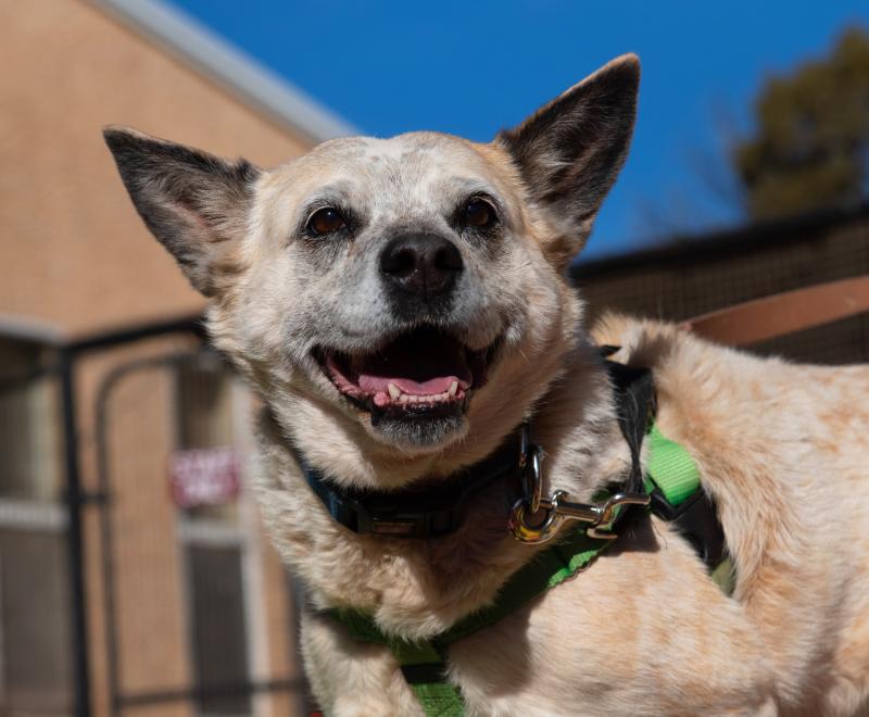 Raquel the dog smiling with a building and blue sky behind her