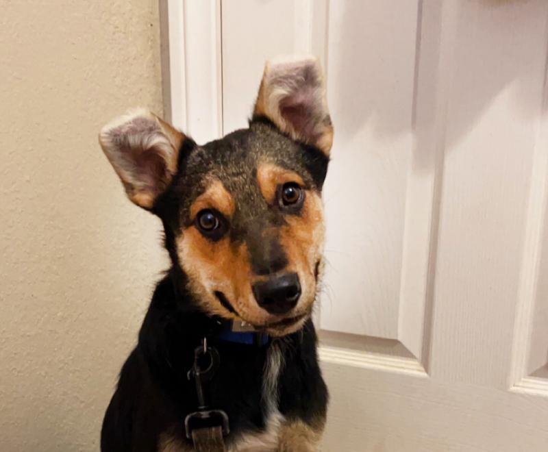 Jalapeño the dog in front of a door