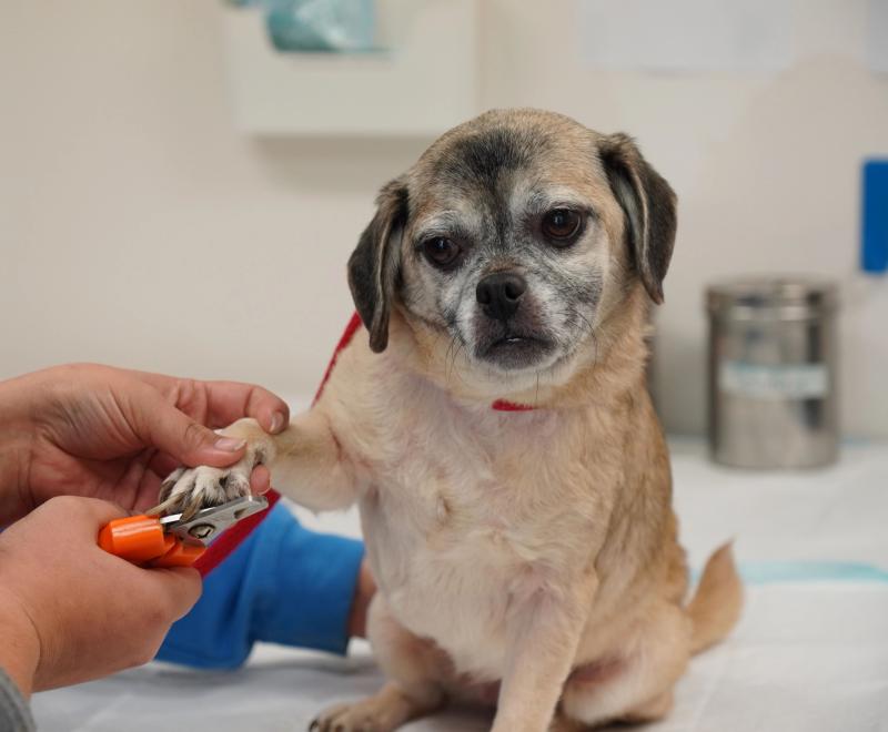 Small, older brown dog getting his nails clipped