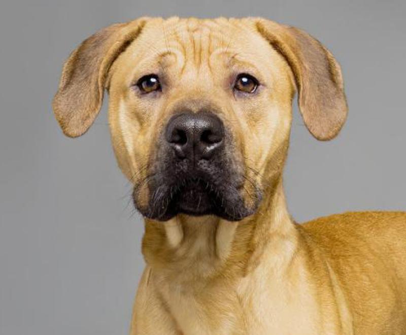 Officer Ben the dog with a gray background