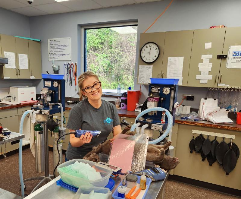 Smiling person holding trimmers to shave an anesthetized cat