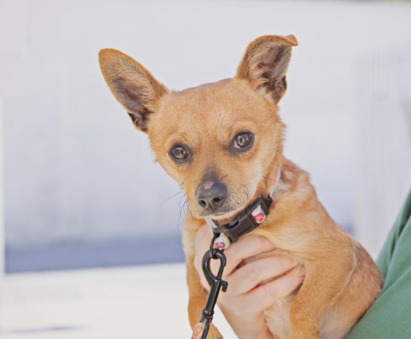 Person holding a small brown dog