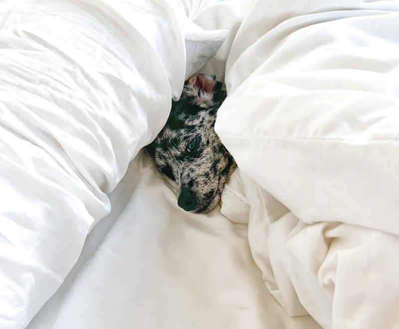 Sonny the puppy with his head poking out from under a white blanket