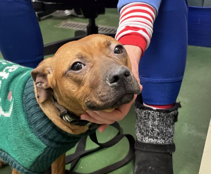 Person with a hand under Pudding the dog's chin