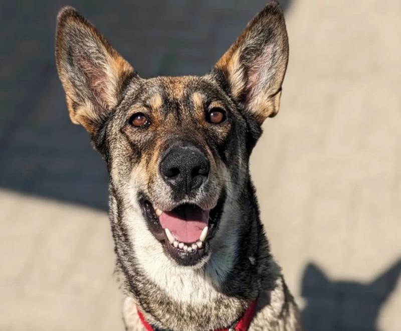 Tina Turner the dog smiling with her mouth open