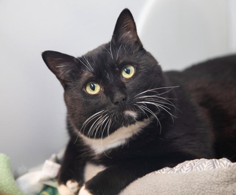 The face of a black and white cat in a kennel