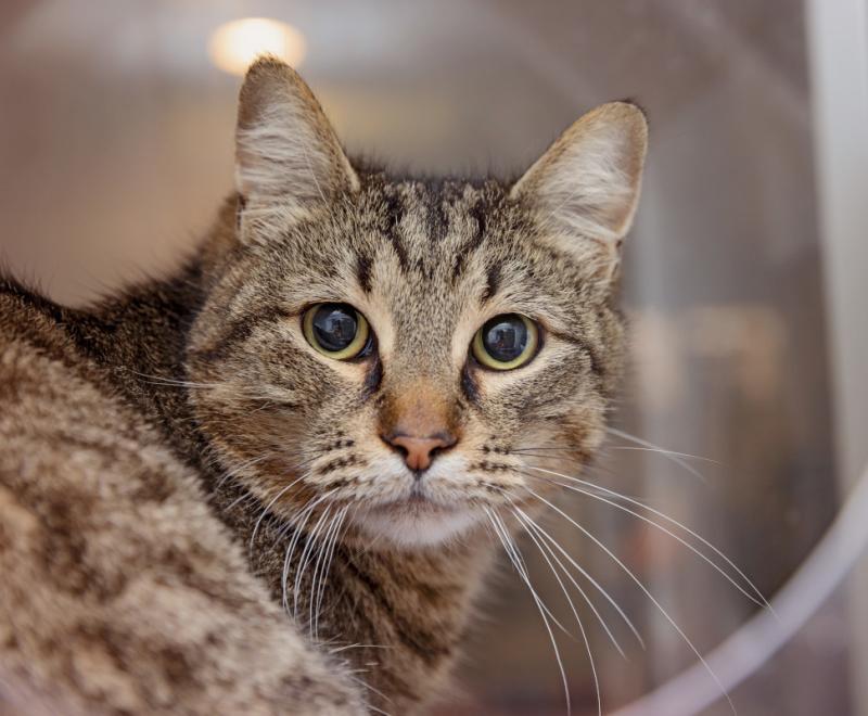 Brown tabby cat looking at the camera