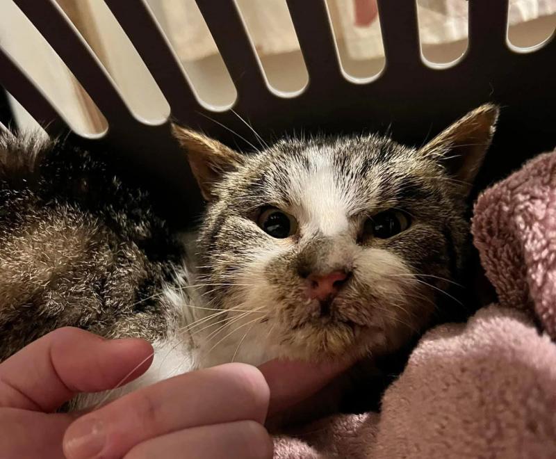 Marvin the cat in a carrier with a person's hand