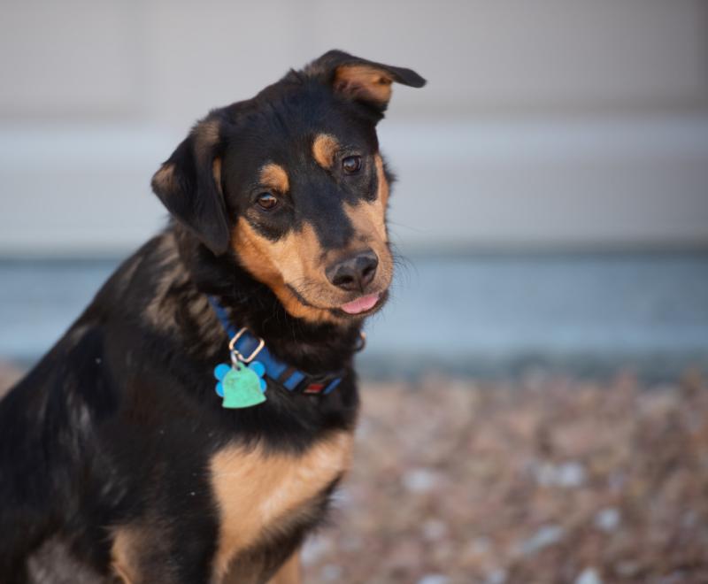 Brown and black dog with tilted head