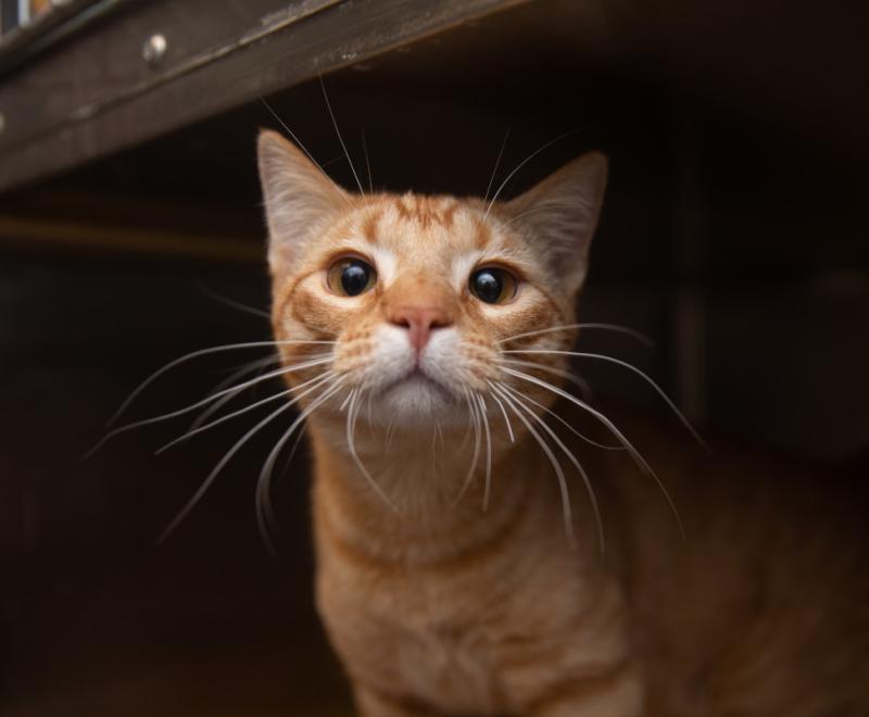 Orange tabby cat in a kennel