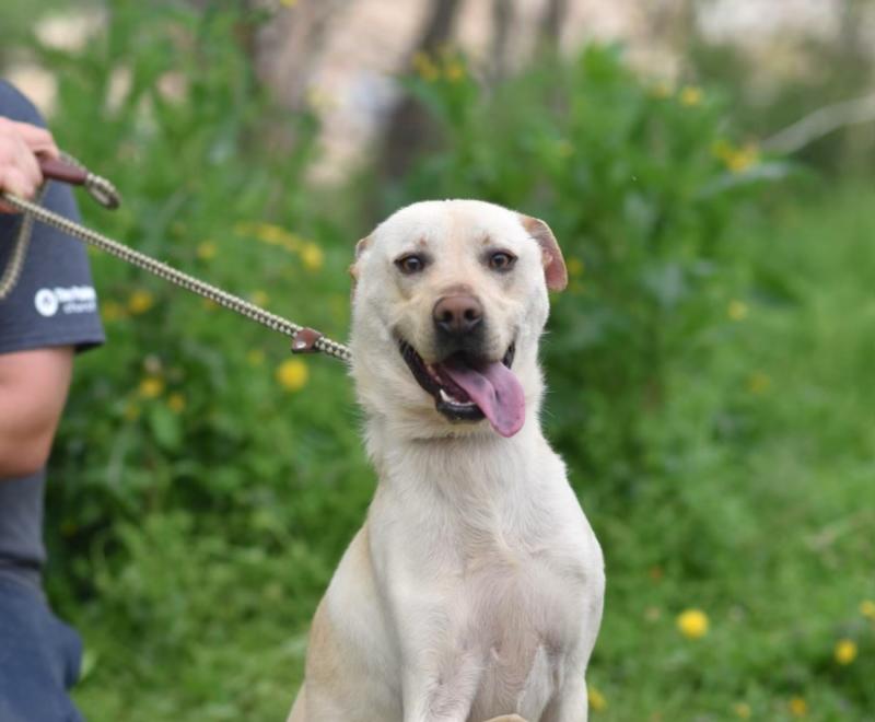 Labrador type dog with tongue sticking out and front paw raised outside on a leash