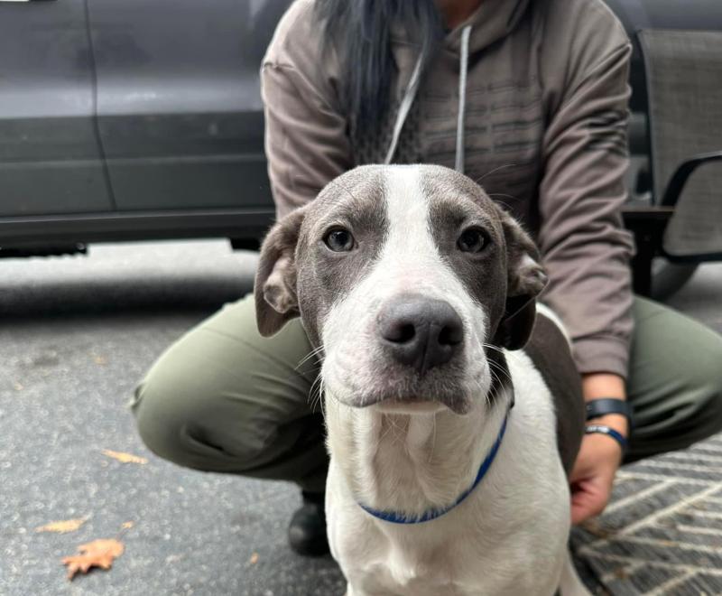 Pluto the puppy with someone sitting behind him