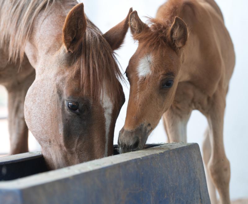 Mother horse and foal at a trough