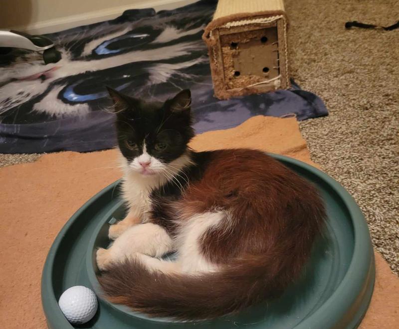 Jessie lying in the middle of a round cat scratcher/toy