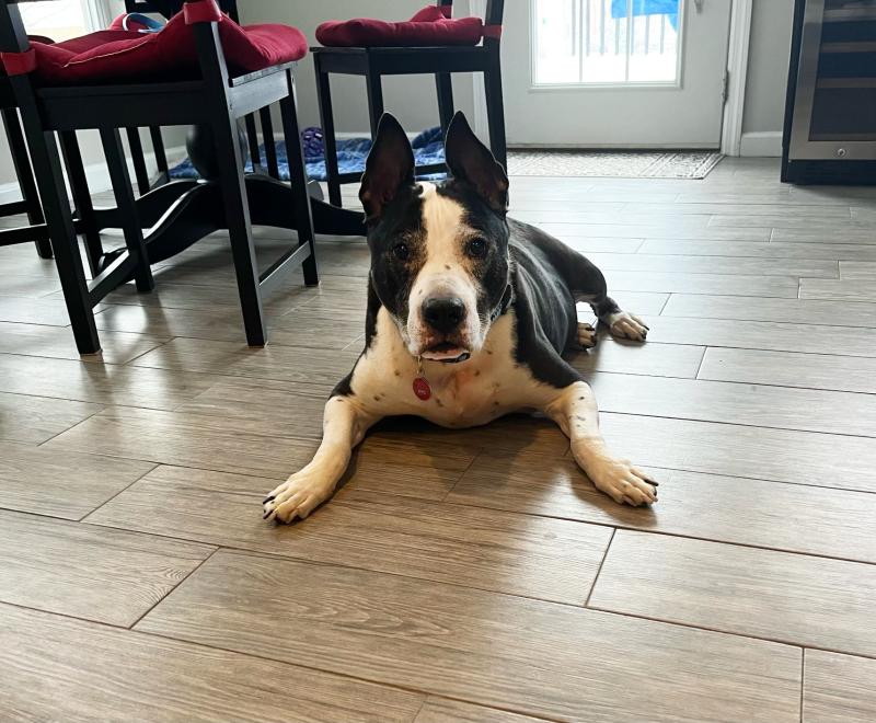 Lucky Charm the dog lying on the floor in front of some furniture