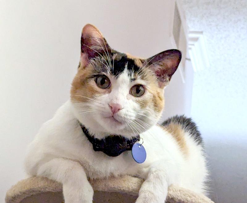 Nova the cat lying on the top shelf of a cat tree