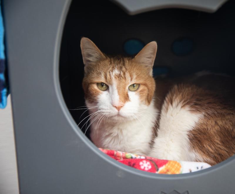 Orange and white cat lying in a plastic tub on a blanket