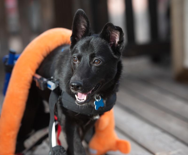 Yazh the dog in a canine wheelchair