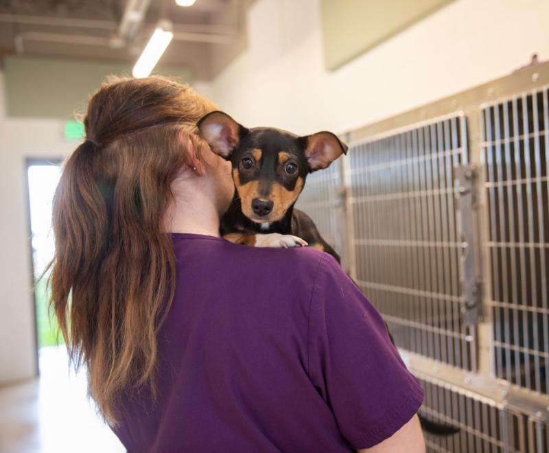 Person holding a puppy over her shoulder in front of kennels