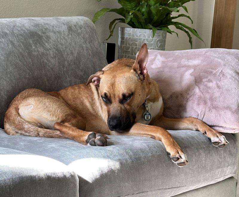 Rex the dog lying on a couch