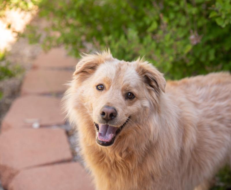 Brown fluffy dog with mouth open smiling