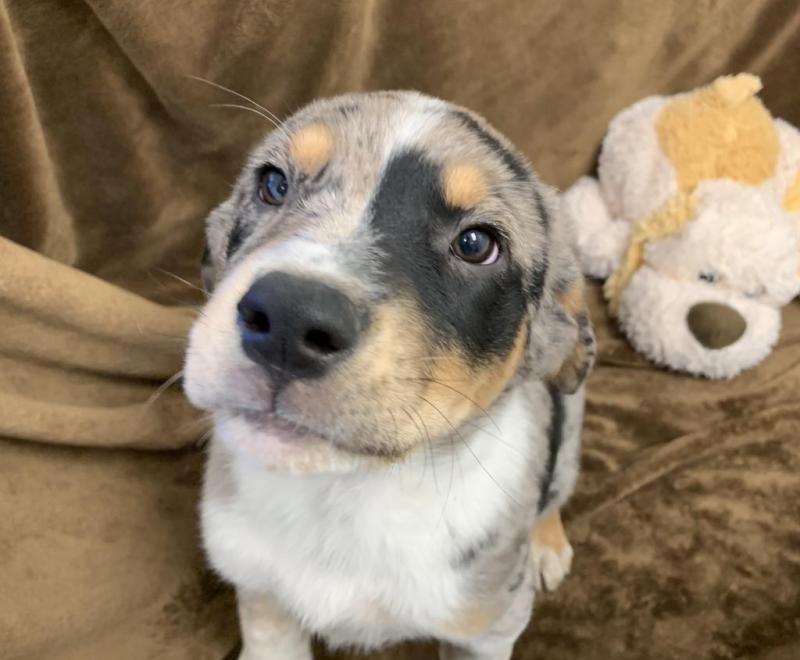 Potbelly the puppy on a blanket next to a stuffed toy