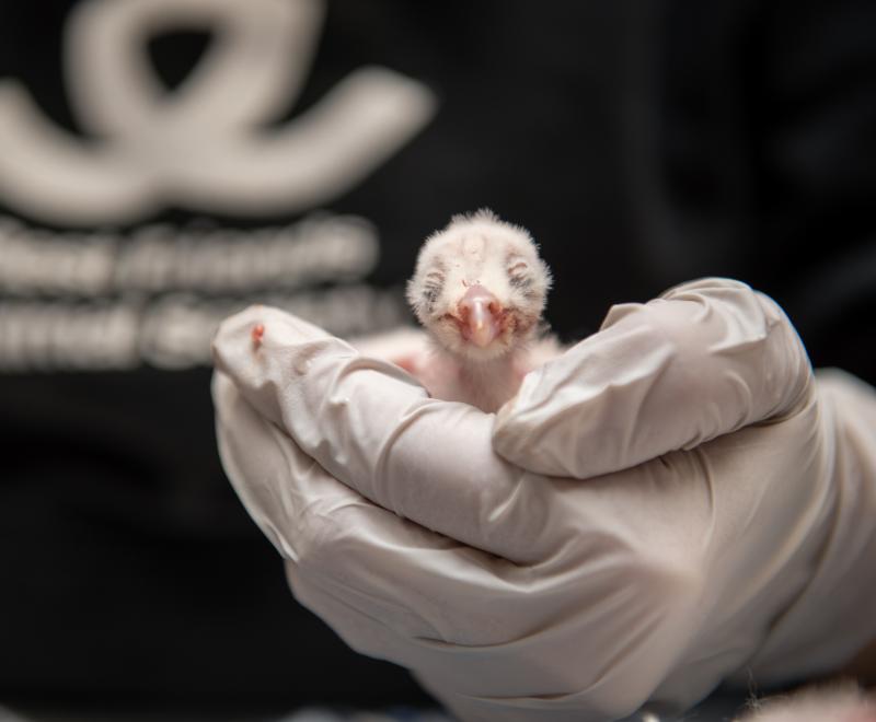 Person's gloved hand holding a baby owlet