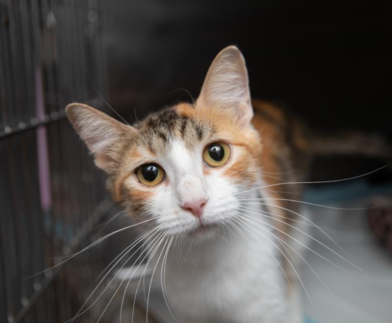 Calico cat in a kennel