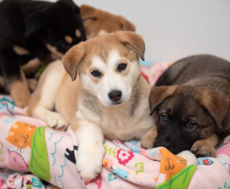 Puppies lying on a multicolored blanket