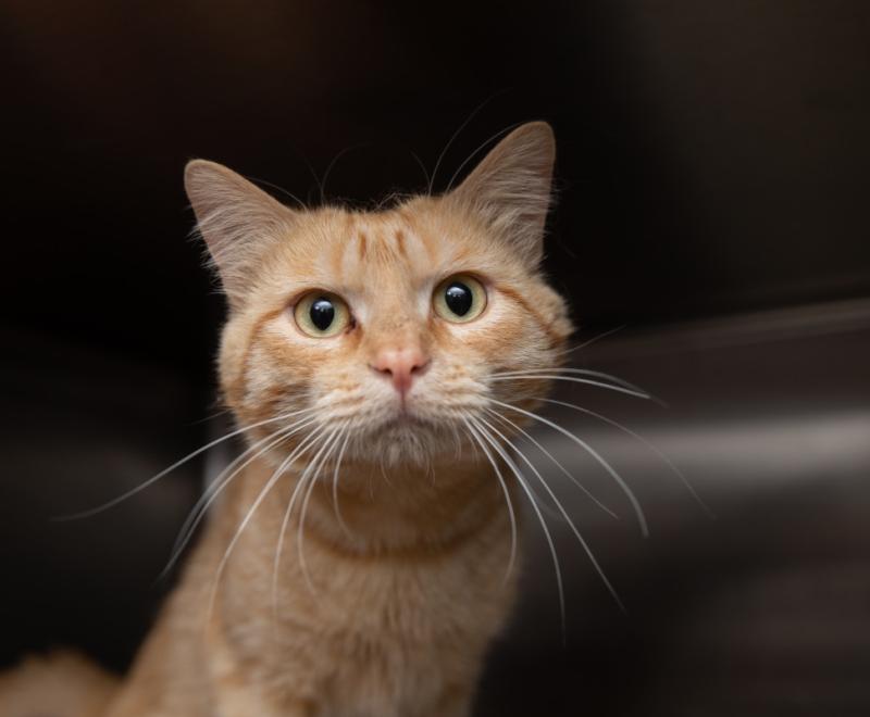 Orange tabby cat in a kennel