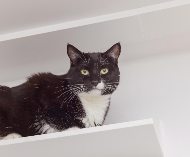 Athena, a black and white cat