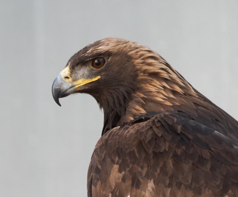 The head of a golden eagle