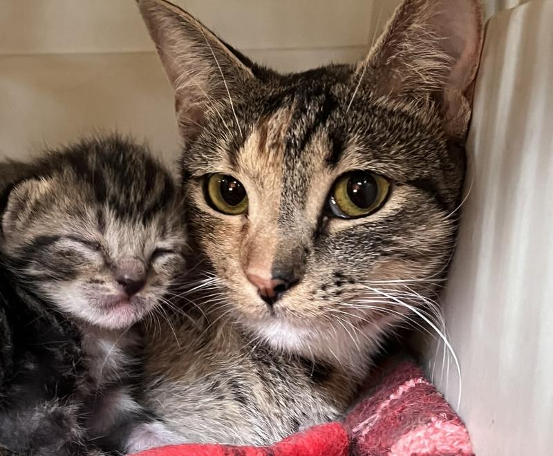 Edamommy the mama cat with one of her kittens in a carrier