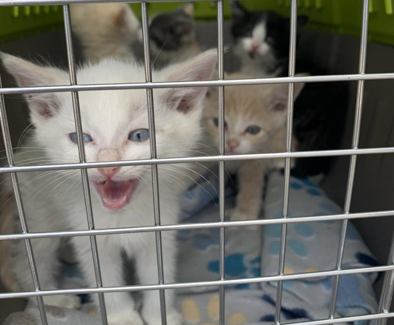 Kittens in a transport carrier