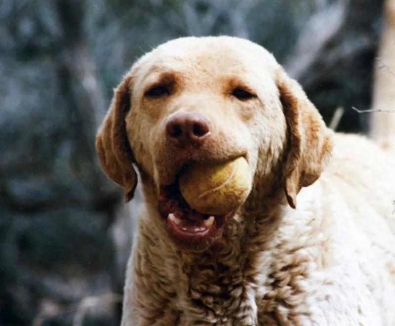 Ginger the dog with a ball in her mouth