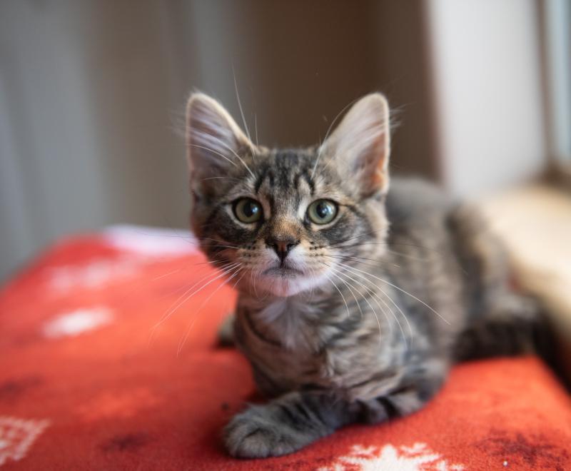 Hutton the kitten lying on a red blanket with white snowflakes