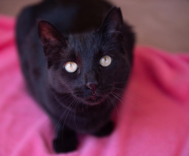 Peridot the cat on a pink blanket