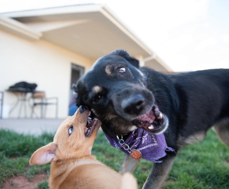 Small brown puppy playing with Valley the dog