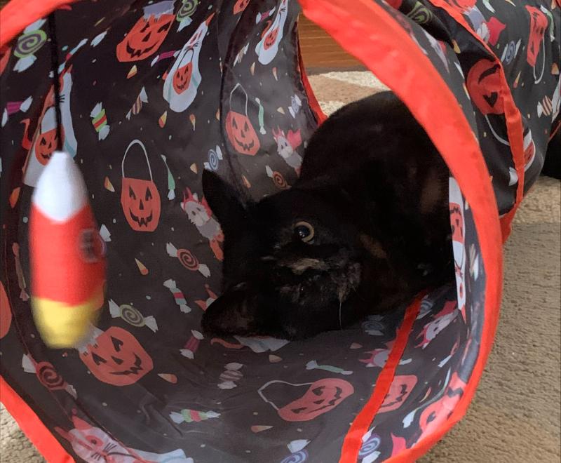 Indie the kitten lying in a Halloween-themed cat tunner