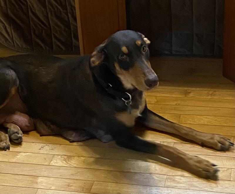 Maddie the dog lying on a wooden floor