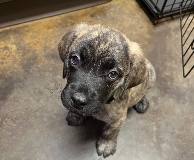 Small brindle puppy sitting on a concrete floor