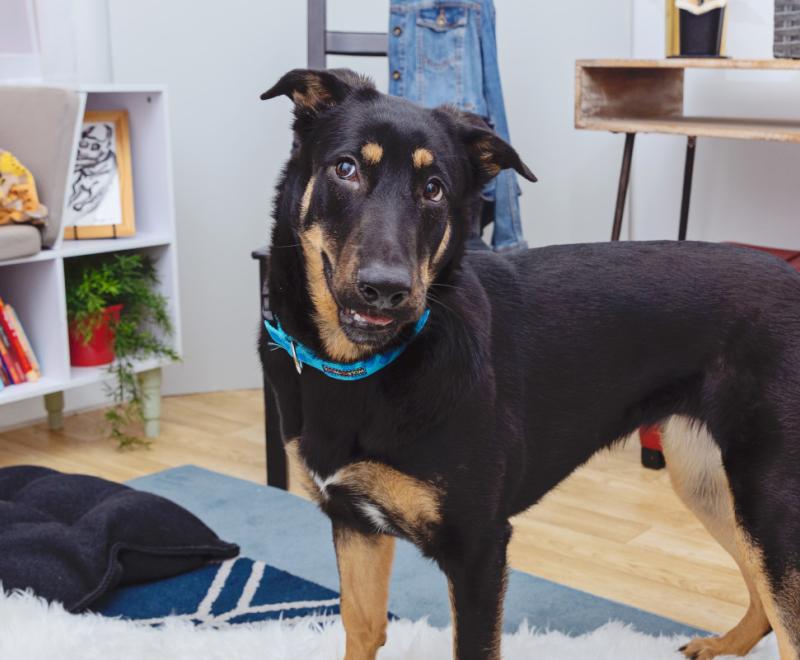 Black and tan dog in a home environment