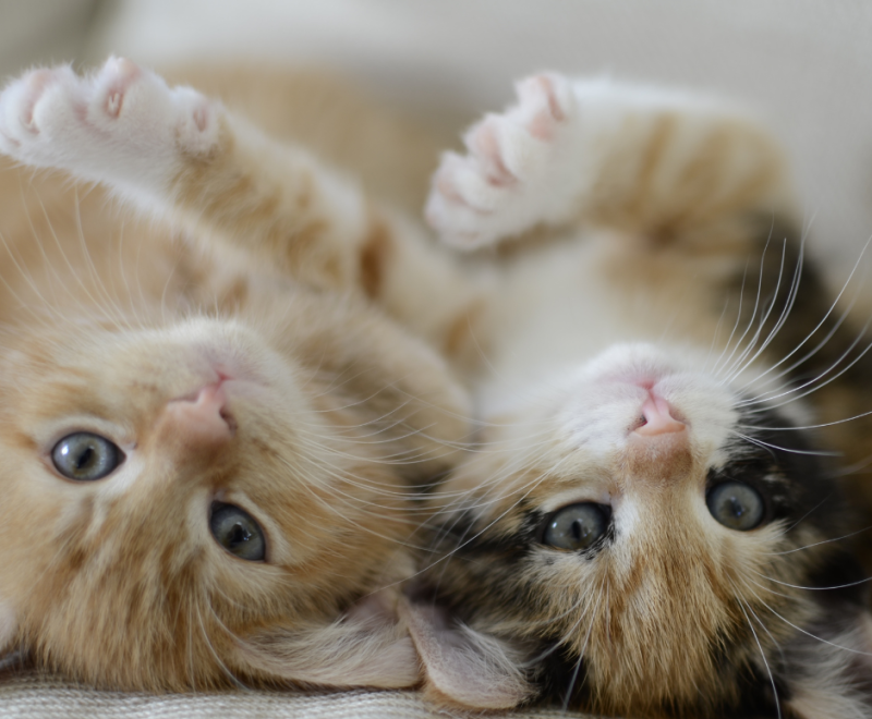 Two kittens lie on their backs side by side