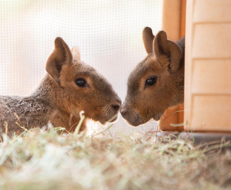 Hip and Hup the cavies nose-to-nose